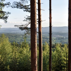 Sälboda Gård – Utsikt över skog