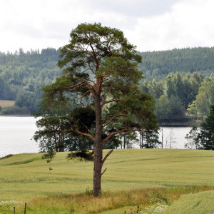 Sälboda Gård – Sommar i Värmland