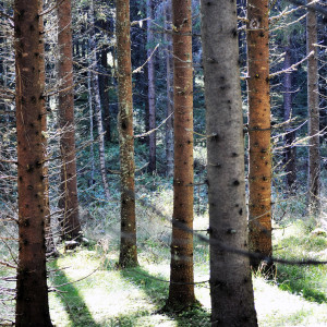 Sälboda Gård – Vacker skog