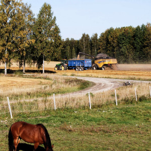 Sälboda Gård – Häst betar i hage